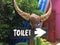 Vintage wooden signboard toilet in top buffalo horns in the beach.