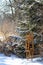 Vintage Wooden Yukon  Snowshoes in a  winter landscape near pine boughs