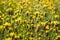 Vintage Xyris yellow flowers