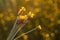 Vintage Xyris yellow flowers, Bokeh background