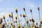 Vintage Xyris yellow flowers , Sky background