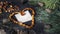 Vintage yellow  Baltic amber necklace laid out in the heart shape  with an empty piece of paper inside and fir branches.