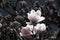 Vintaged Magnolias, soft pink and white colored magnolia against black background