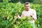 Vintner checking wine grape and leaves in summer day