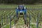 Vintner drives a tractor in vineyard, France
