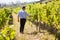 Vintner examining grapes in vineyard