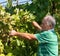 Vintner harvesting a bunch of green grapes