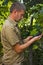 Vintner inspecting grape harvest