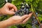 Vintner inspecting grapes in close up