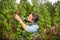 vintner man cutting grapevine with garden scissors, harvest