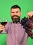 Vintner shows harvest. Man with beard holds bunch of grapes