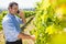 Vintner talking on mobile phone while examining grapes