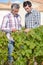 Vintners in french straw examining grapes during vintage