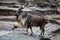 Vintorogy goat, Markhor, walks on the rocks lilac. Wildlife, mammals