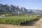 Vinyard and Countryside close to Laguardia, Alava