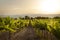A vinyard in France photographed during a stunning sunset