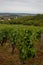 Vinyard at Irancy, Burgundy, France