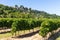 Vinyard in the Luberon, Provence, Southern France