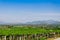 Vinyard and mountain views