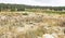 Vinyard near the Ruins of an Ancient Synagogue in Israel