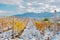 Vinyard at wintertime with snow, dramatic sky,