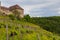 Vinyards and castle at the river Neckar