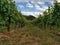 Vinyards and meadow against blue sky