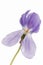 Viola aethnensis on white