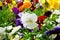Viola is blooming in meadow, closeup. White and polychrome flowers is growing in garden. Landscaping and decoration in spring