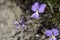 Viola calcarata Swiss switzerland mountains commonly known as long-spurred violet or mountain violet herbaceous