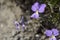 Viola calcarata Swiss switzerland mountains commonly known as long-spurred violet or mountain violet herbaceous flowering