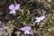 Viola calcarata Swiss switzerland mountains commonly known as long-spurred violet or mountain violet herbaceous flowering