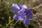 Viola calcarata Swiss switzerland mountains commonly known as long-spurred violet or mountain violet herbaceous flowering