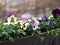 Viola colorful flowers blooming in flowerpot at balcony