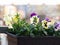 Viola colorful flowers blooming in flowerpot at balcony