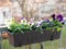 Viola colorful flowers blooming in flowerpot at balcony