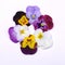 Viola cornuta flowers in vibrant colors