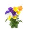 Viola cornuta flowers in vibrant colors