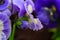 Viola cornuta, tufted pansy. Colorful flowers of violets