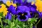 Viola cornuta, tufted pansy. Colorful flowers of violets