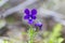 Viola declinata is an alpine perennial plant of the violet family, endemic to the Eastern Carpathians.