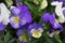 Viola flower field