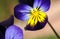Viola flower with insect