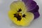 Viola flower yellow purple