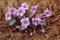 Viola flowers