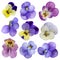 Viola flowers