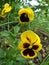 Viola flowers or pansies