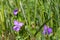 Viola is a genus of flowering plants in the violet family Violaceae