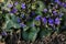 Viola labradorica, also known as alpine violet or Labrador violet, in a garden.