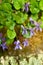 Viola mammola (Viola odorata). Violet flowers and green leaves. Golden reflections.